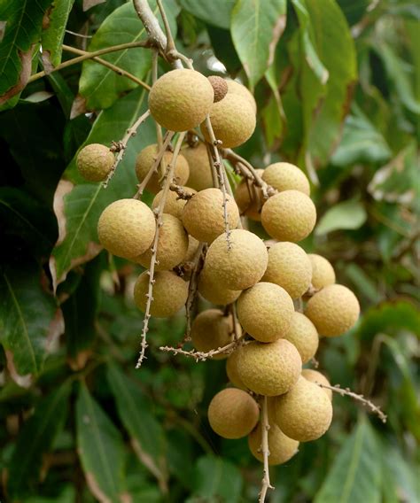 Buy Dimocarpus Longan Longan Edible Fruit Tree Free Shipping Over 100