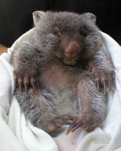 Wombat Most Funniest Photographs Funny And Cute Animals