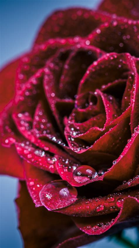 Download 720x1280 Wallpaper Drops Red Rose Portrait Samsung Galaxy
