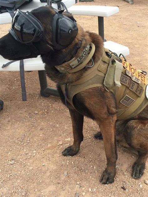 Pin By S Mah On Animals K9 Heroes Military Working Dogs Military