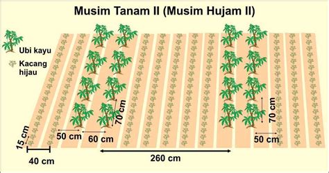 Ubi kayu dapat ditanam sebagai tanaman tunggal (monokultur), tanaman pagar, maupun bersama dengan jarak tanam 60 x 70 cm adalah jarak tanam ubi kayu dalam baris ganda, sedangkan 260. Pedoman Jarak Tanam Singkong Berdasarkan Bibit ...