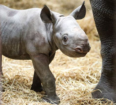 Baby Black Rhino At Michigans Potter Park Zoo Has A Name
