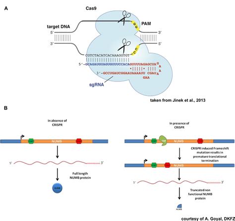 Crispr Cas Mouse