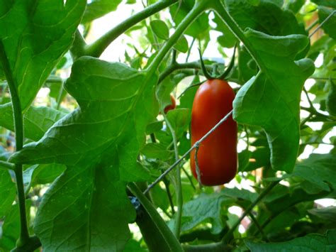 Growing San Marzano Tomato Plants Hubpages