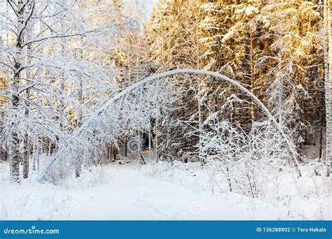 Arched White Birche In Snowy Forest In Sunshine Stock Photo Image Of