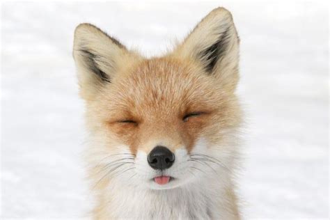 Silly Fox Foxes Funny Animals Animals Beautiful Fox