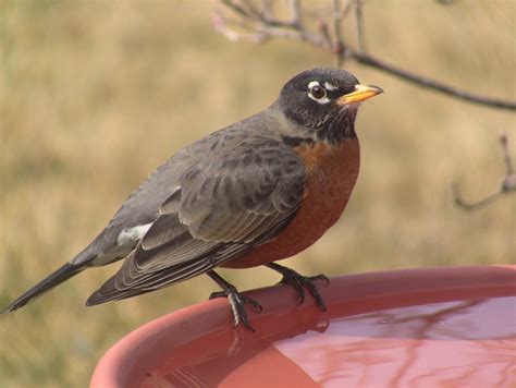 All About Birds American Robin