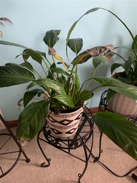 Peace Lily Has Browns Tips Plant Gets Lots Watered Once A Week And