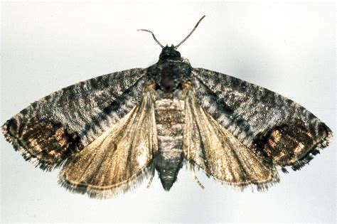 Codling Moth Declared Pest Agriculture And Food