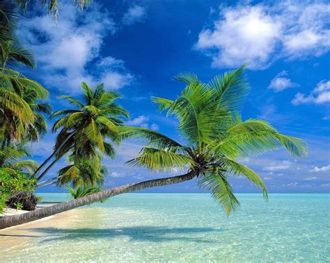 Coconut Trees Beach 2560x1600