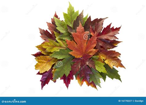 Maple Leaves Mixed Fall Colors Autumn Wreath Stock Image Image Of