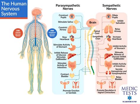 Browse nervous system templates and examples you can make with smartdraw. Nervous System Diagram Hd : Researchers identify gene ...