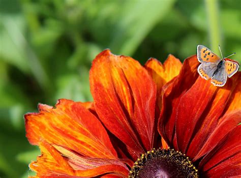 Orange is a great color to incorporate into any outdoor garden. The Sea of Immeasurable Gravy: September... evoking orange ...