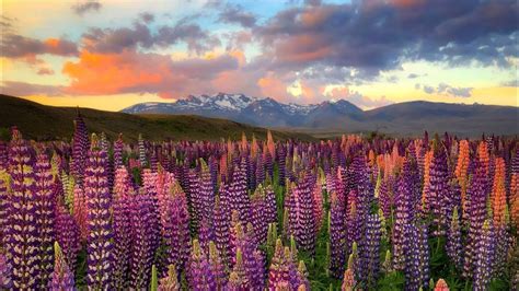 Landscape Photography New Zealand Lupins Flowers Youtube