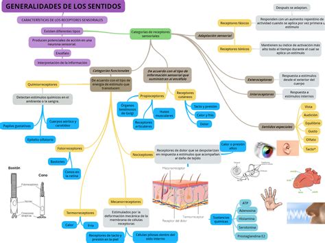 Atzin Soto Garcia Mapa Conceptual Anatomia Y Fisiologia Del Sistema Images