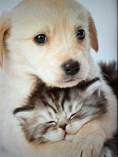 Cute Cats And Dogs Pictures Care About Cats
