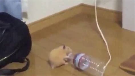 Hamster Bailando Con Una Botella Youtube