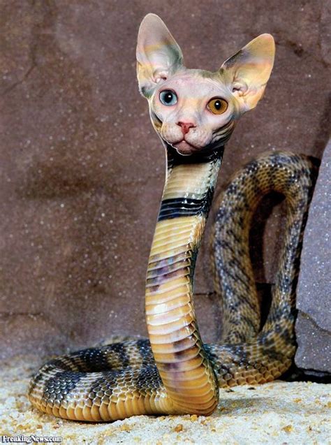 Cat Snake Picture Photo Manipulations At Best Pinterest Cats
