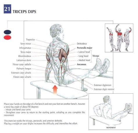 Best Tricep Isolation Workout Muscle Anatomy