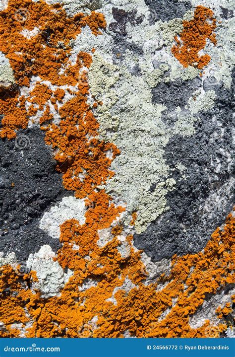 Lichen Covered Rock Texture Stock Photo Image Of Hiking Unique 24566772