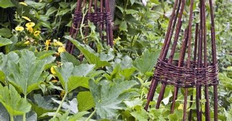 It died giving you this zucchini. Companion Planting With Zucchini - What Grows Well With ...