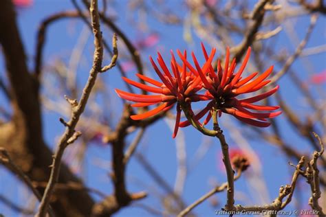 Naked Coral Tree Erythrina Coralloides Common Names Flame Flickr