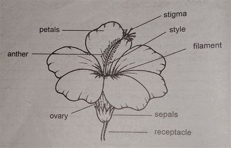 Want to discover art related to maletofemale? LIGHT IN SCIENCE 4: Unit 3 Lesson 1: Flower