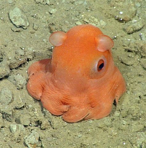 Monterey Scientist Considers Naming Unclassified Octopus ‘adorabalis