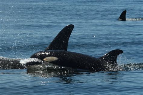Southern Resident Orcas Reason For Hope Whale And Dolphin Conservation Usa