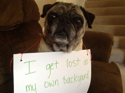 These 18 Guilty Pugs Have Hilarious Confessions To Make
