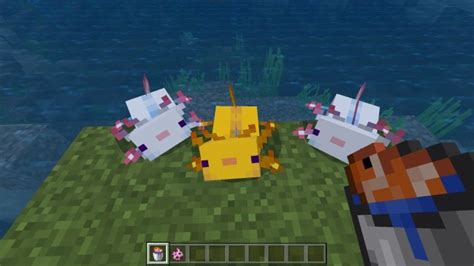 What Do Axolotls Eat In Minecraft Answered Twinfinite