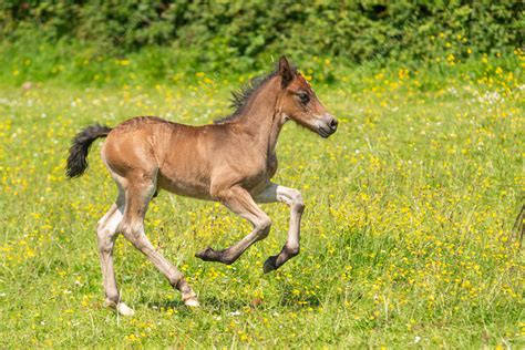 Male Welsh Cob Horse Foal Galloping Stock Image C0540890 Science