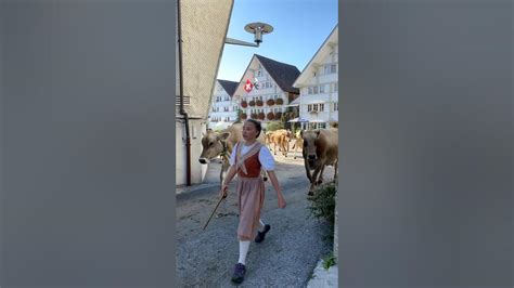 Die Kühe Gehen Nach Hause Viehschau Stein 2023 Swiss Cattle Show 🇨🇭