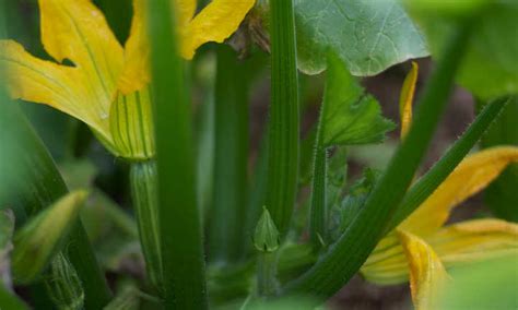 Zucchini will bear until frost if you keep picking. Summer Squash From A To Zucchini: Best Ones To Grow | Epic ...