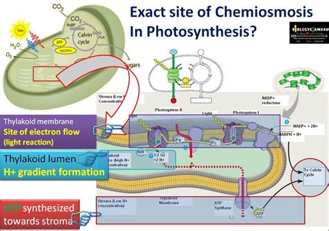 Exact site of Chemiosmosis and ATP synthesis in Photosynthesis. A