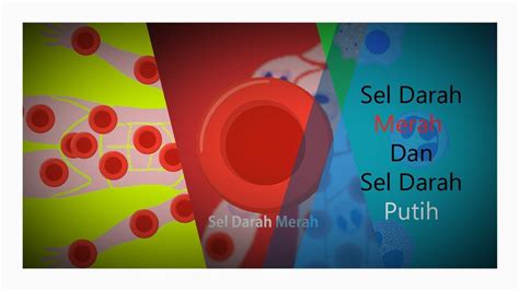Perbedaan bentuk dalam sel darah merah pada manusia normal dengan sel darah merah dengan seseorang yang mengidap penyakit anemia sel sabit ini ternyata membawa dampak yang cukup buruk bagi kesehatan orang tersebut. Sel Darah Merah & Sel Darah Putih - YouTube