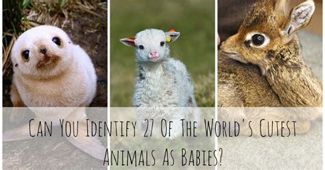 Can You Identify 27 Of The Worlds Cutest Animals As Babies