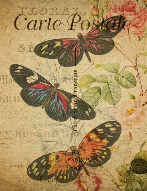 Butterflies Vintage Postcard Free Stock Photo Public Domain Pictures