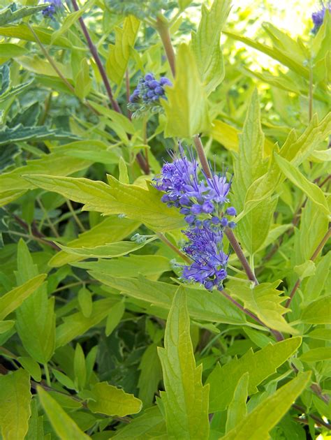 Buy Caryopteris In Variety By Mail Order