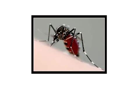 Early detection and treatment are critical to successful control. Pepcopp Pest Control