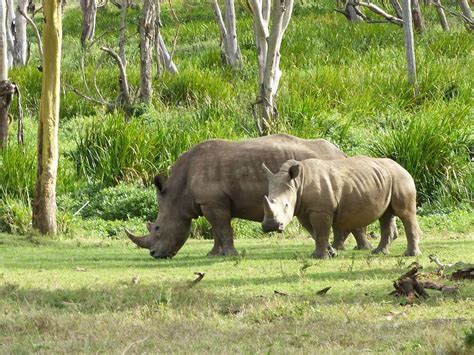 Africas Western Black Rhino Declared Extinct Jenman African Safaris