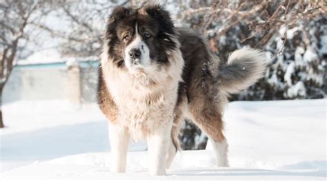 Russsian Dog Breeds 25 Different Canines That Come From Russia