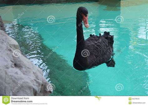 Black Swan Stock Photo Image Of Naturaleza Lake Close 95279540