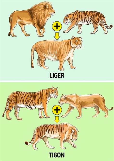 The Difference Between A Liger And A Tigon 5 Minute Crafts