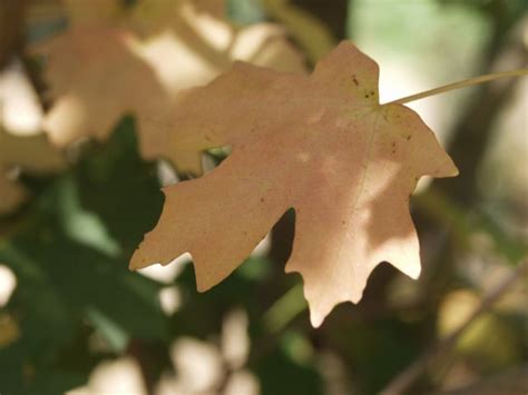 Maybe you would like to learn more about one of these? Maple, Bigtooth - TheTreeFarm.com