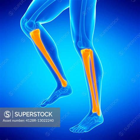 Human Lower Leg Bones Illustration Superstock