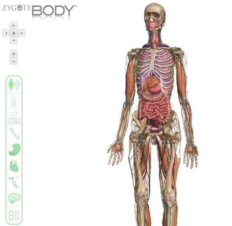 Explora El Cuerpo Humano En 3d Con Zygote Body Grupogeek