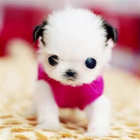 The Top 10 Cutest Puppy In The World For Kids 2020 Cute Dogs Baby