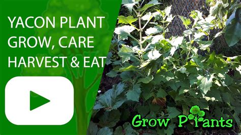 Yacon Plant Grow Care And Harvest Peruvian Ground Apple