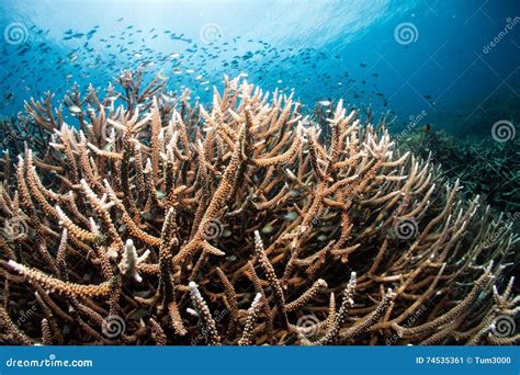 Staghorn Coral Reef Image Stock Image Du Atlantique 74535361
